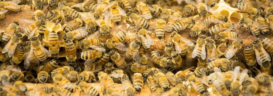 Responsive Bee Banner