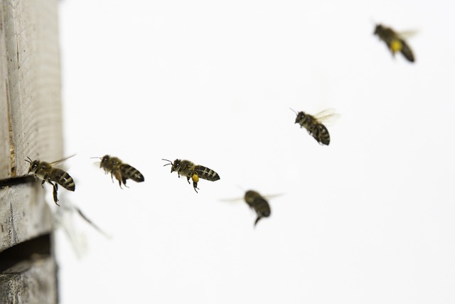 bees flying from and into a bee hive