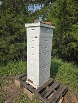 a beehive
