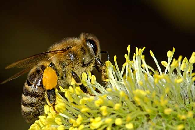 closeup of a bee collecting pollen from a yellow flower