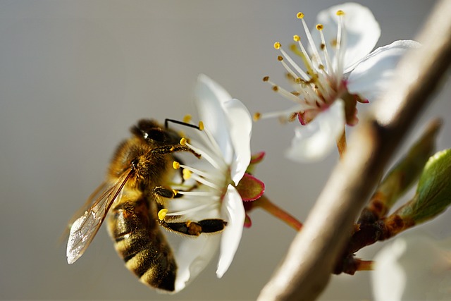 closeup of a bee collecting pollen from a delicate white flower