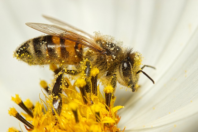 a bee inside of a white flower collecting golden pollen