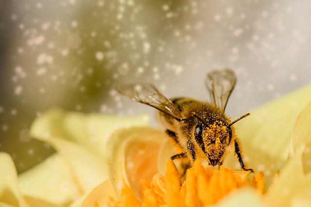 a bee with pollen floating in the air