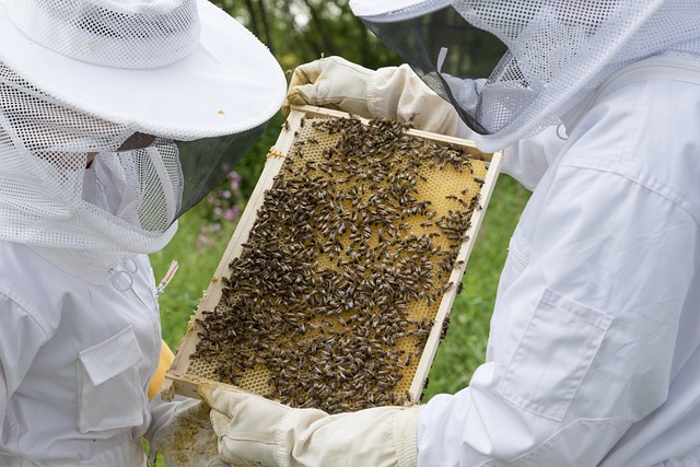 two beekeepers looking at a frame from a bee hive