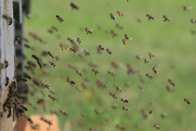 a mass of bees near a bee hive