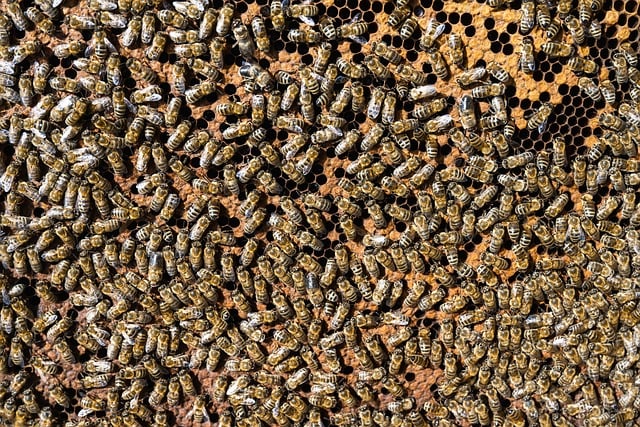 many bees on a bee hive frame