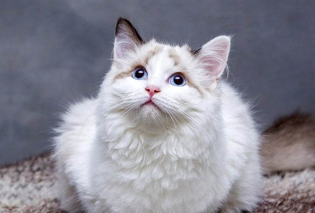 a fluffy white cat with blue eyes
