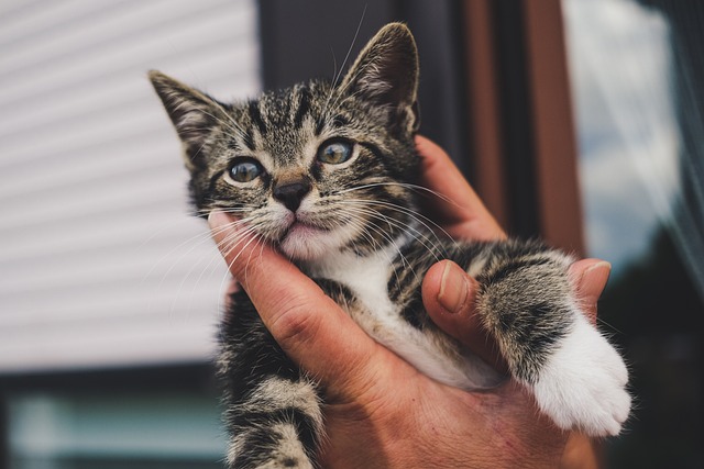 a young cat looking at something while being held