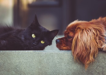 a black cat and brown dog laying down