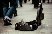 a cat in a guitar case