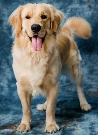 a golden retriever