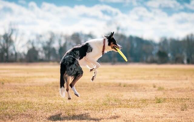 dog jumping and fetching a disk