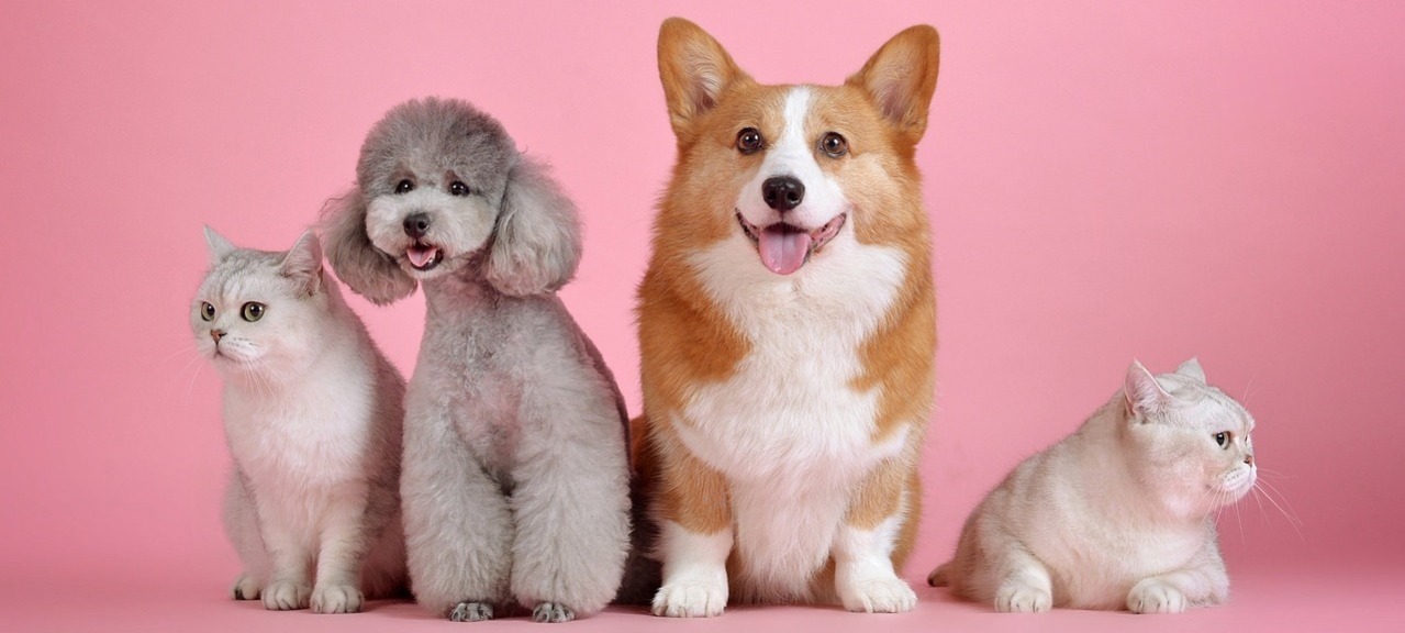 Responsive Rescue Castle Banner