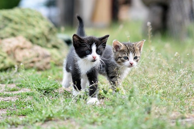 two kittens