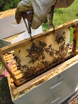 a beehive with someone wearing a bee suit holding a frame with bees on it