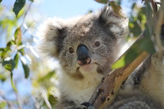 koala bear in a tree looking straight at viewer