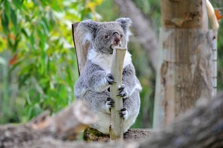 koala hanging onto bamboo pole