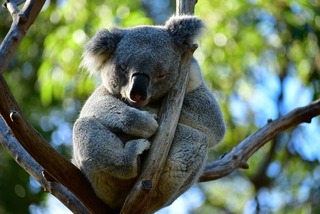 koala curled up sleeping in a tree
