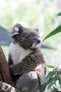 koala looking away hanging onto a tree