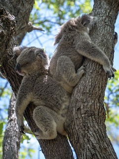 two koalas sleeping in a tree