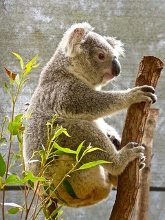 side view of a koala hanging on a piece of wood