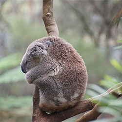 side profile of a huddled koala