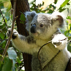 a koala hanging onto small branches of a tree