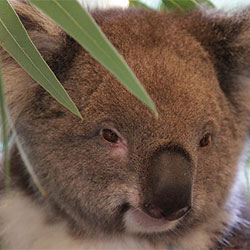 a close up of the face of a koala