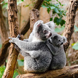 a mother koala looking at her baby on her back