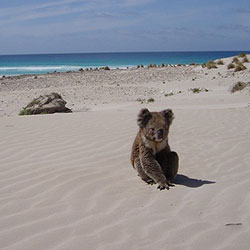a koala on a sandy beach