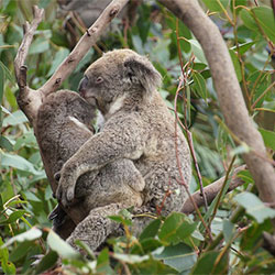 a mother koala holding her baby while they look at one another