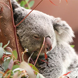 a koala sleeping next to a tree
