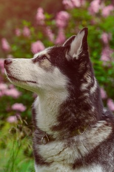the side profile of the head of an Alaskan Husky