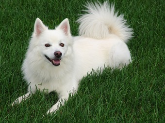 picture of a white American Eskimo dog sitting in the grass