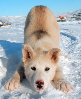 picture of a white Greenland dog standing on a snowy ground