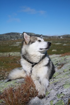 A malamute dog laying down on a mountain looking to the side
