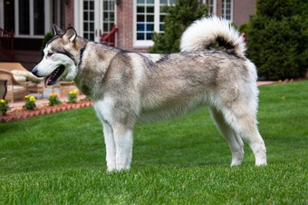 A Malamute dog standing on grass in front of a house with its side profile showing