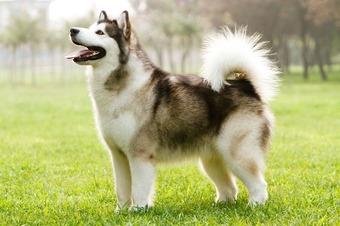 picture of the side profile of a white and brown Alaskan Malamute dog