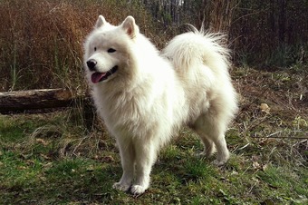 A white Samoyed dog standing on grass