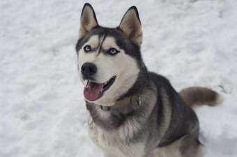 alaskan dog sitting down in snow with tongue hanging out