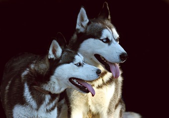 Two Siberian Husky dogs looking to the right with their tongues hanging out