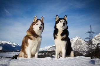 Two Alaskan Dogs sitting on the snow with mountains in the background