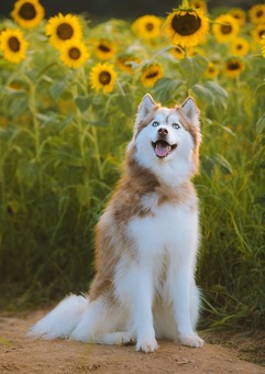 picture of a gold and white Siberian Husky sitting in front of sunflowers